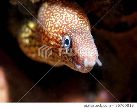 Young rockfish from rocky 36700812