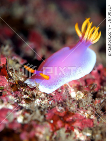 生動的灰姑娘Mius 36700817