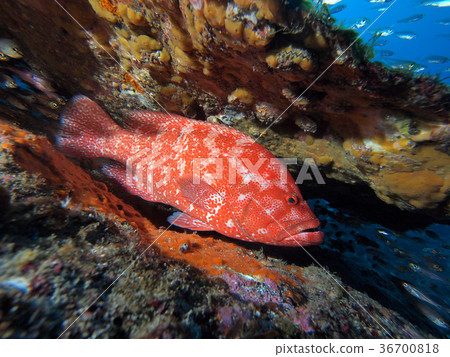 Azahata在該領土 36700818