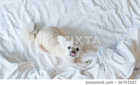 Sweet dog sleep lies on a bed of white veil 36701087