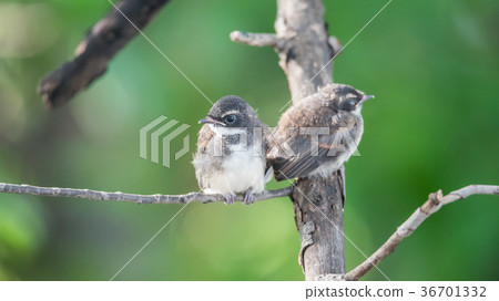 Two birds (Pied Fantail Flycatcher) in nature wild 36701332