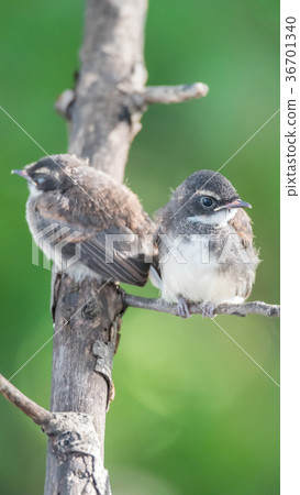 Two birds (Pied Fantail Flycatcher) in nature wild 36701340