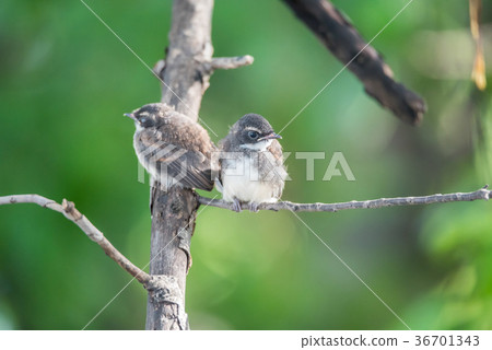 Two birds (Pied Fantail Flycatcher) in nature wild 36701343