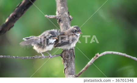 Two birds (Pied Fantail Flycatcher) in nature wild 36701346