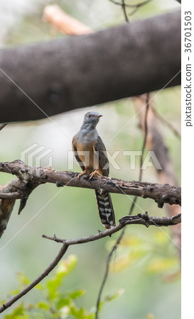Bird (Plaintive Cuckoo) in a nature wild 36701503