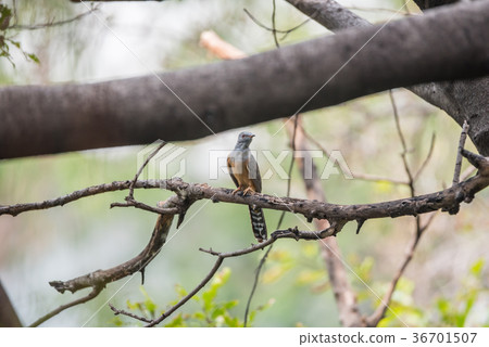 Bird (Plaintive Cuckoo) in a nature wild 36701507
