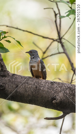 Bird (Plaintive Cuckoo) in a nature wild 36701510