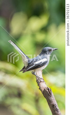 Bird (Oriental magpie-robin) in a nature wild 36701513