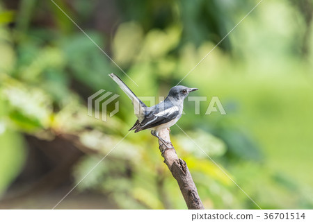 Bird (Oriental magpie-robin) in a nature wild 36701514