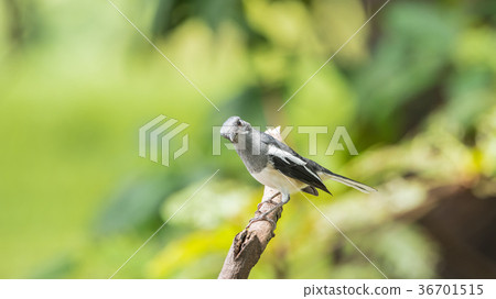 Bird (Oriental magpie-robin) in a nature wild Bird (Oriental magpie-robin) in a nature wild 36701515