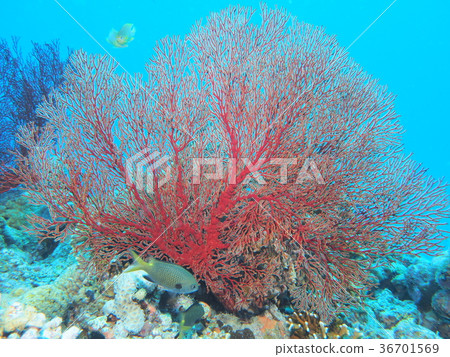 Ryukyu Isobana Ryukyu Isobana 36701569