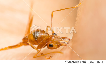 Macro of ant (Red Ant) biting on human skin 36701611