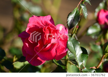 扶餘冬天“Urara” 36701762