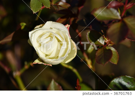 扶餘冬天“馬蒂達” 36701763