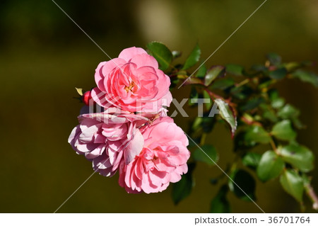 冬季玫瑰“ Bonica'82” 36701764