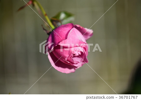 冬天的傍晚“魔法之夜” 36701767