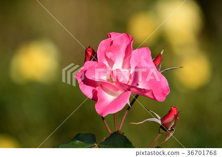 冬日的陽光“暴露” 36701768