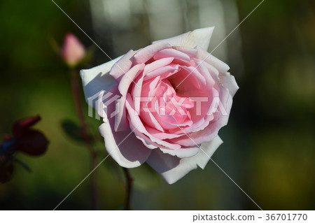 扶餘冬天“Wimi” 36701770