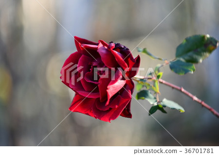 Fuyu Mio“Dap Meian” Fuyu Mio“Dap Meian” 36701781