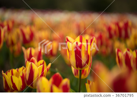 在色拉高地農場的鬱金香 在色拉高地農場的鬱金香 36701795