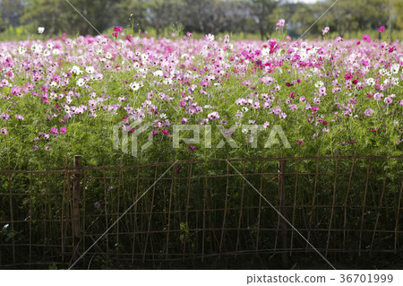 Cosmos flowers Field. 36701999