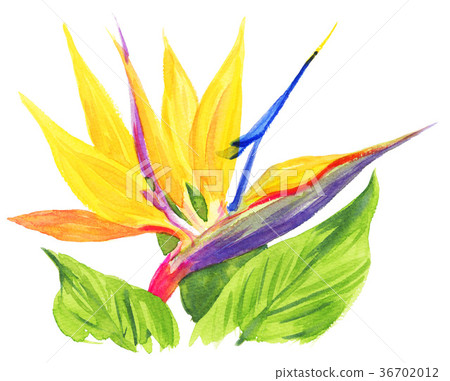 Tropical Flower, bloom, blossom 36702012