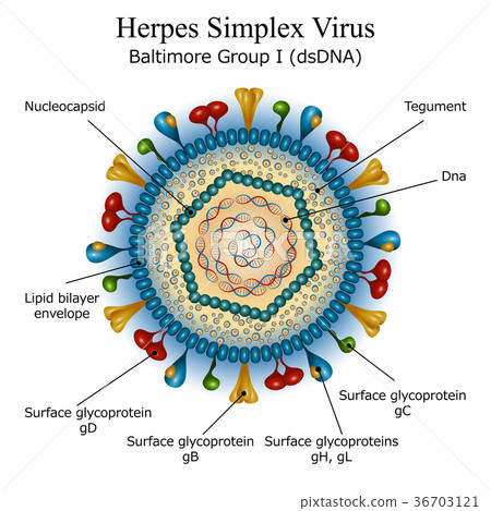 Diagram of Herpes simplex virus particle structure - Stock Illustration ...