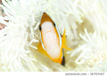 銀蓮花魚 36703487