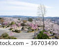 Gifu Prefecture Tajimi-shi cherry blossoms of the tragedy park 36703490