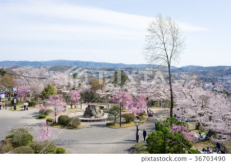 岐阜縣多治見市的悲劇公園櫻花 36703490