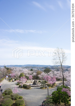 Gifu Prefecture Tajimi-shi cherry blossoms of the tragedy park 36703494