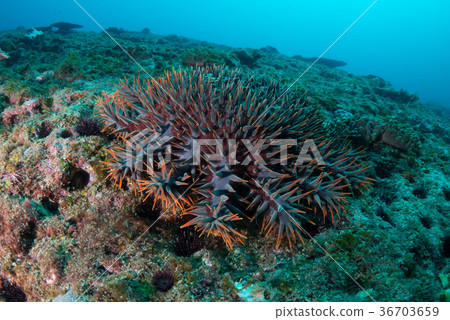 Onihitde Onihitde 36703659