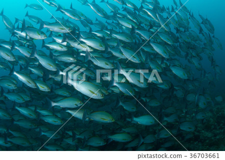 Flock of Isaki 36703661