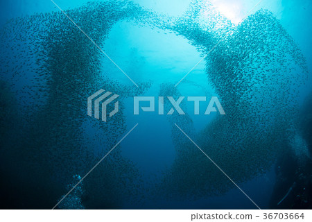 一群小魚 36703664