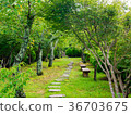 Forest path 36703675