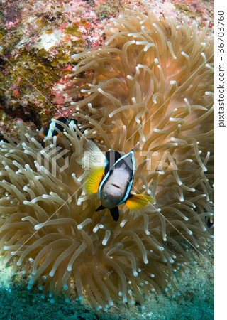 銀蓮花屬魚和海葵 銀蓮花屬魚和海葵 36703760
