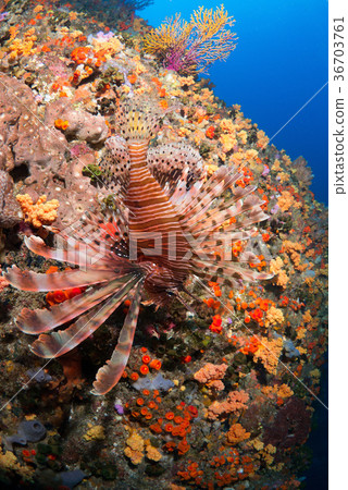 Hanturkey魚 36703761