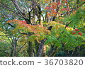 Light and colored leaves 36703820