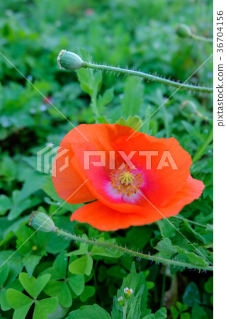 Flowers close up isolated on background Flowers close up isolated on background 36704156