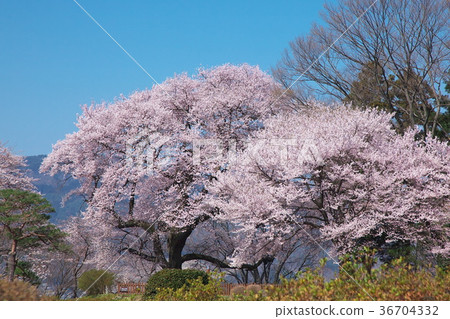 一棵櫻桃樹 - Goten櫻桃樹 一棵櫻桃樹 - Goten櫻桃樹 36704332