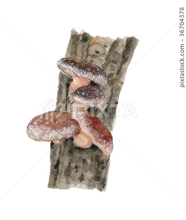 香菇種植 36704378