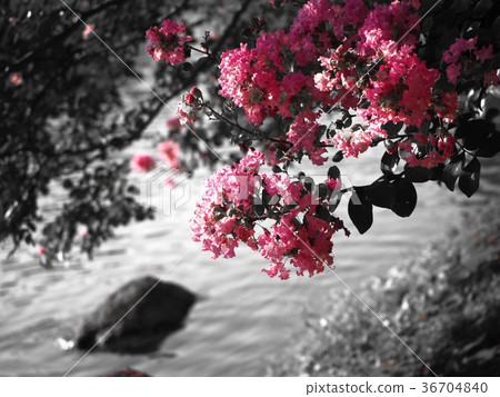 花 36704840
