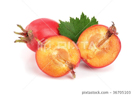 Hawthorn berry with leaf isolated on white 36705103