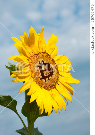 Golden bitcoin in the center of the sunflower Golden bitcoin in the center of the sunflower 36705479