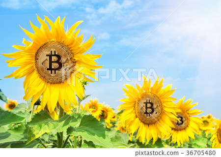 Golden bitcoin in the flowers of sunflower under 36705480
