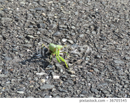Mantis on asphalt 36705545