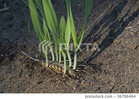 New life growth New life growth 36706464