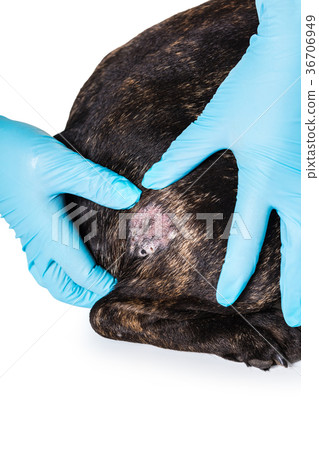 Hands vet and bald skin of a dog Hands vet and bald skin of a dog 36706949