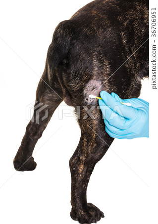 Veterinary doctor treats a wound Veterinary doctor treats a wound 36706951