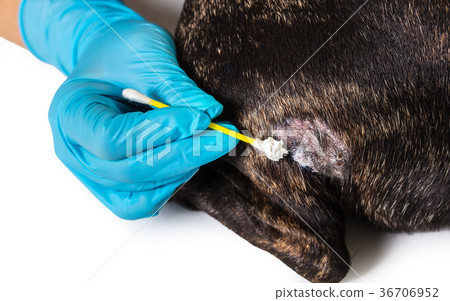 veterinarian treats skin disease of a dog veterinarian treats skin disease of a dog 36706952
